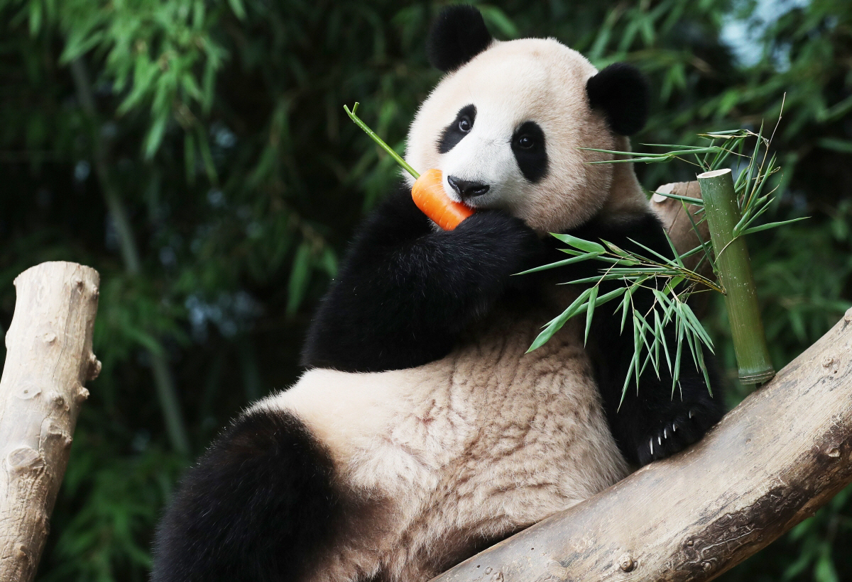 ▲2021년 7월 20일 첫 생일을 맞은 판다 푸바오가 경기도 용인시 에버랜드에서 열린 랜선 돌잔치에서 돌잡이로 준비한 당근을 먹고 있다. (연합뉴스)
