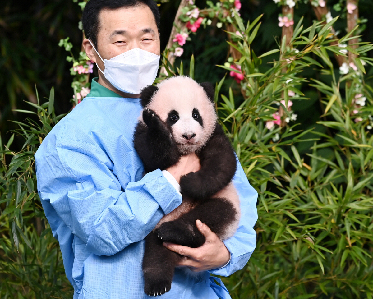 ▲에버랜드에서 국내 최초 자연 번식으로 태어나 생후 100일을 맞은 아기 판다 ‘푸바오’가 2020년 11월 4일 경기 용인시 에버랜드 동물원 판다월드에서 공개되고 있다. (뉴시스)
