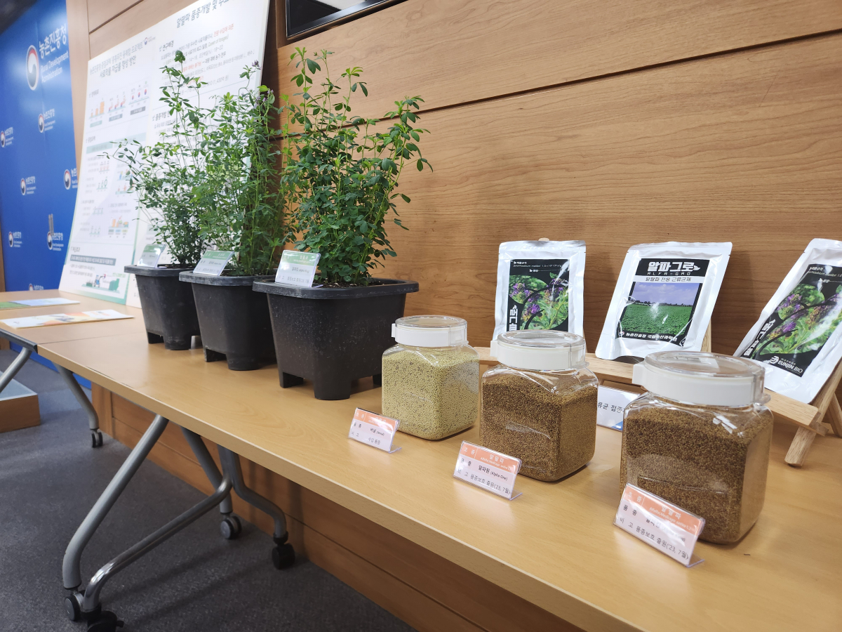 ▲농촌진흥청 국립축산과학원이 국내 최초로 개발한 풀 사료 '알팔파' 품종  (사진=노승길 기자)