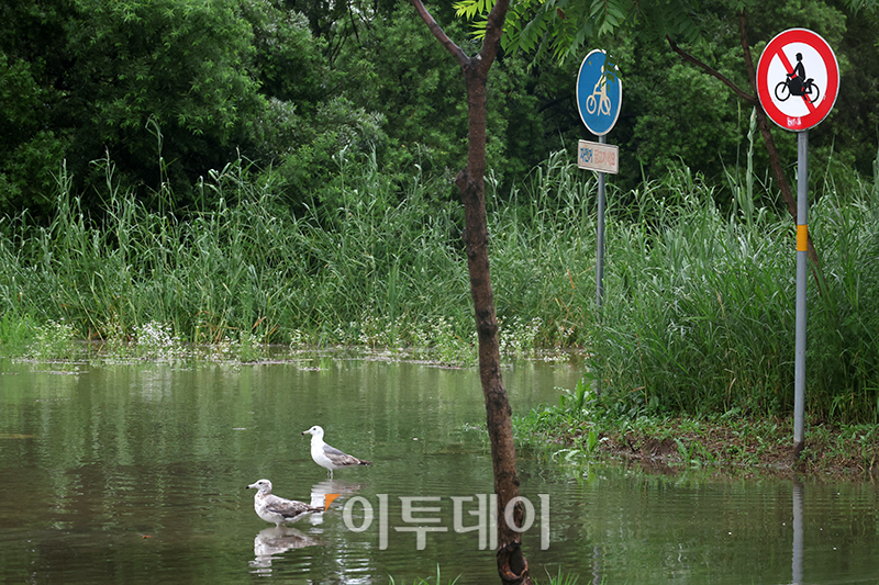 ▲전국 대부분 지역에 강한 장맛비가 쏟아지는 14일 서울 반포 한강공원이 전날 내린 집중호우로 물에 잠겨 있다. 고이란 기자 photoeran@