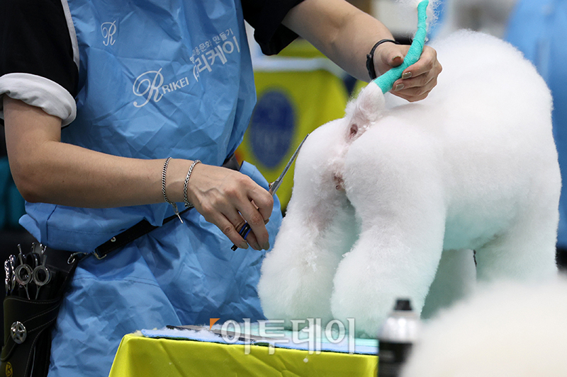 ▲서울 FCI 국제 도그쇼 첫날인 14일 서울 서초구 aT센터에서 KKF 전국 애견미용 콘테스트가 열리고 있다. 고이란 기자 photoeran@
