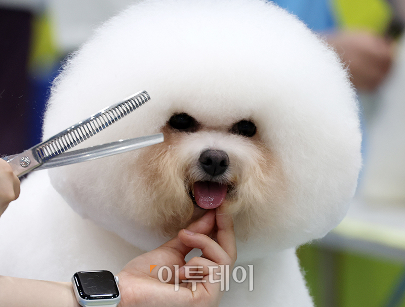 ▲서울 FCI 국제 도그쇼 첫날인 14일 서울 서초구 aT센터에서 KKF 전국 애견미용 콘테스트가 열리고 있다. 고이란 기자 photoeran@
