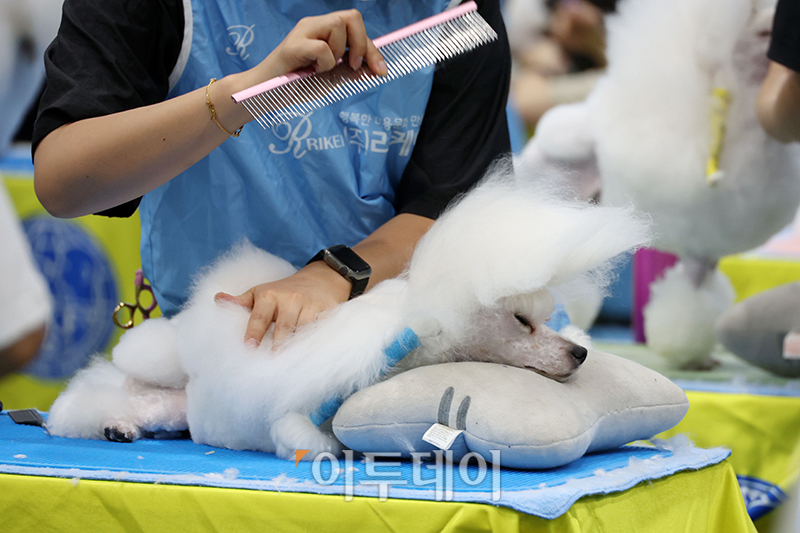 ▲서울 FCI 국제 도그쇼 첫날인 14일 서울 서초구 aT센터에서 KKF 전국 애견미용 콘테스트가 열리고 있다. 고이란 기자 photoeran@