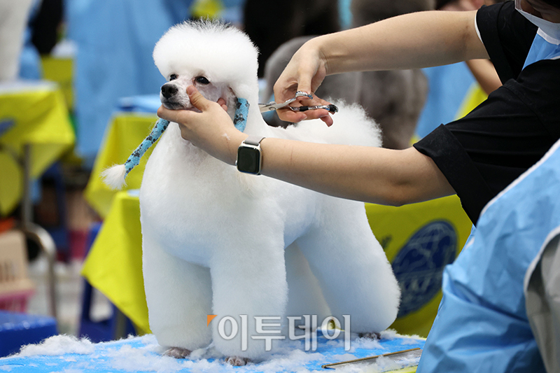 ▲서울 FCI 국제 도그쇼 첫날인 14일 서울 서초구 aT센터에서 KKF 전국 애견미용 콘테스트가 열리고 있다. 고이란 기자 photoeran@