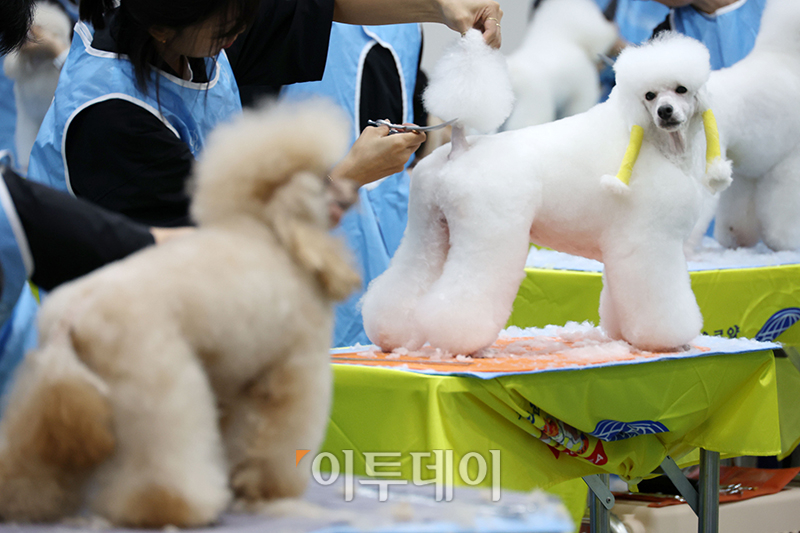 ▲서울 FCI 국제 도그쇼 첫날인 14일 서울 서초구 aT센터에서 KKF 전국 애견미용 콘테스트가 열리고 있다. 고이란 기자 photoeran@