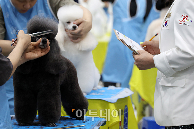 ▲서울 FCI 국제 도그쇼 첫날인 14일 서울 서초구 aT센터에서 KKF 전국 애견미용 콘테스트가 열리고 있다. 고이란 기자 photoeran@