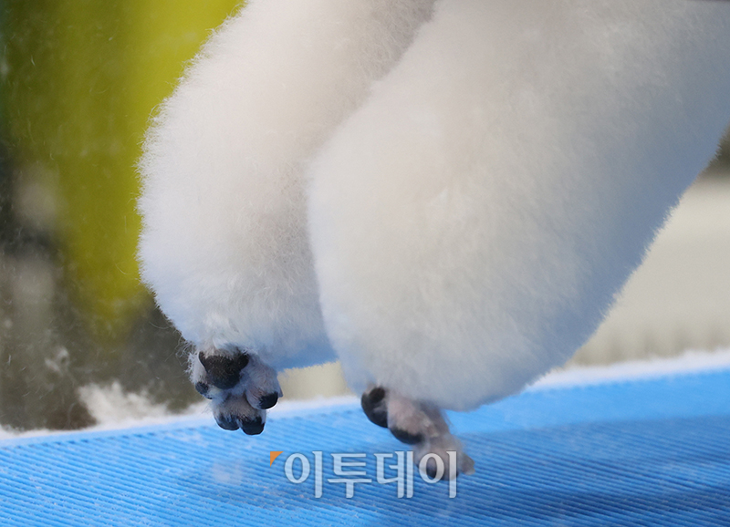 ▲서울 FCI 국제 도그쇼 첫날인 14일 서울 서초구 aT센터에서 KKF 전국 애견미용 콘테스트가 열리고 있다. 고이란 기자 photoeran@