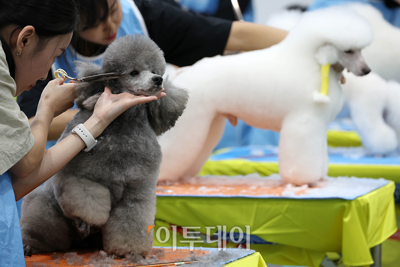 ▲서울 FCI 국제 도그쇼 첫날인 14일 서울 서초구 aT센터에서 KKF 전국 애견미용 콘테스트가 열리고 있다. 고이란 기자 photoeran@