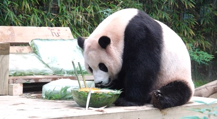 ▲'TV동물농장'(사진제공=SBS)