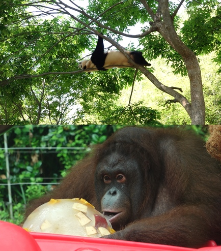 ▲'TV동물농장'(사진제공=SBS)