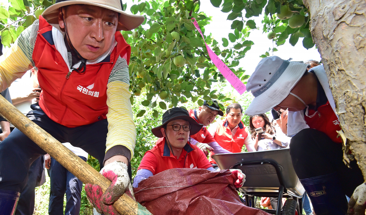 ▲김기현 국민의힘 대표가 21일 오전 집중호우로 피해를 본 경북 예천군 감천면 진평리 사과밭을 찾아 봉사활동을 하고 있다. (뉴시스)