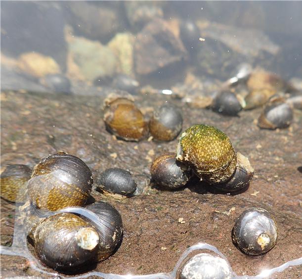 ▲멸종위기 야생생물 Ⅱ급 '기수갈고둥' (사진제공=환경부)