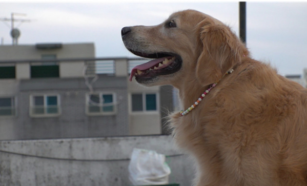 ▲'TV동물농장'(사진제공=SBS)