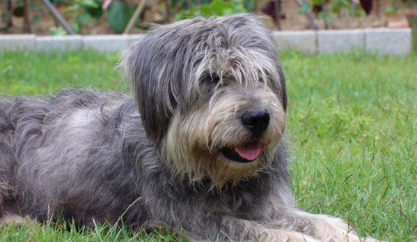 ▲'TV동물농장'(사진제공=SBS)