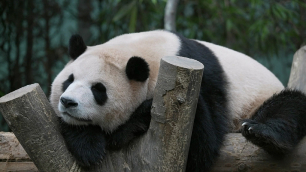 ▲푸바오(사진제공=MBC)