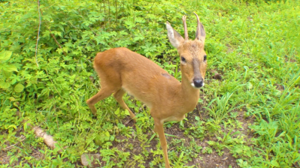 ▲'순간포착' 노루 녹동이(사진제공=SBS)