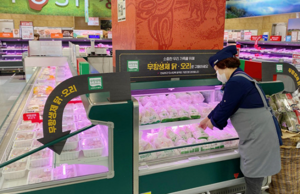 ▲이마트 계육 코너에서 점원이 영계, 토종닭 제품 등을 진열하고 있다. (사진제공=이마트)