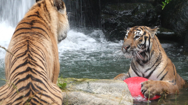 ▲'TV 동물농장'(사진제공=SBS)