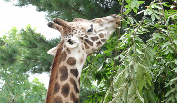 ▲'TV 동물농장'(사진제공=SBS)