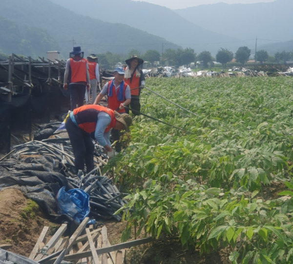 ▲KGC인삼공사 직원들이 수해 피해를 입은 농가에서 자원봉사를 하고 있다. (사진제공=KGC인삼공사)