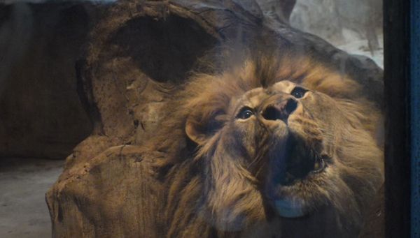 ▲'TV동물농장'(사진제공=SBS)