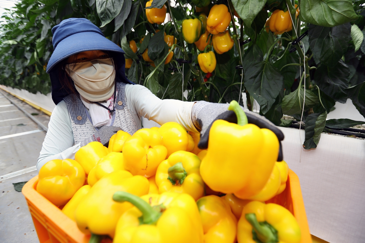 ▲전북 완주군 농촌진흥청 국립원예특작과학원 사계절하우스에서 시설에서 열린 파프리카를 수확하고 있다.  (뉴시스)