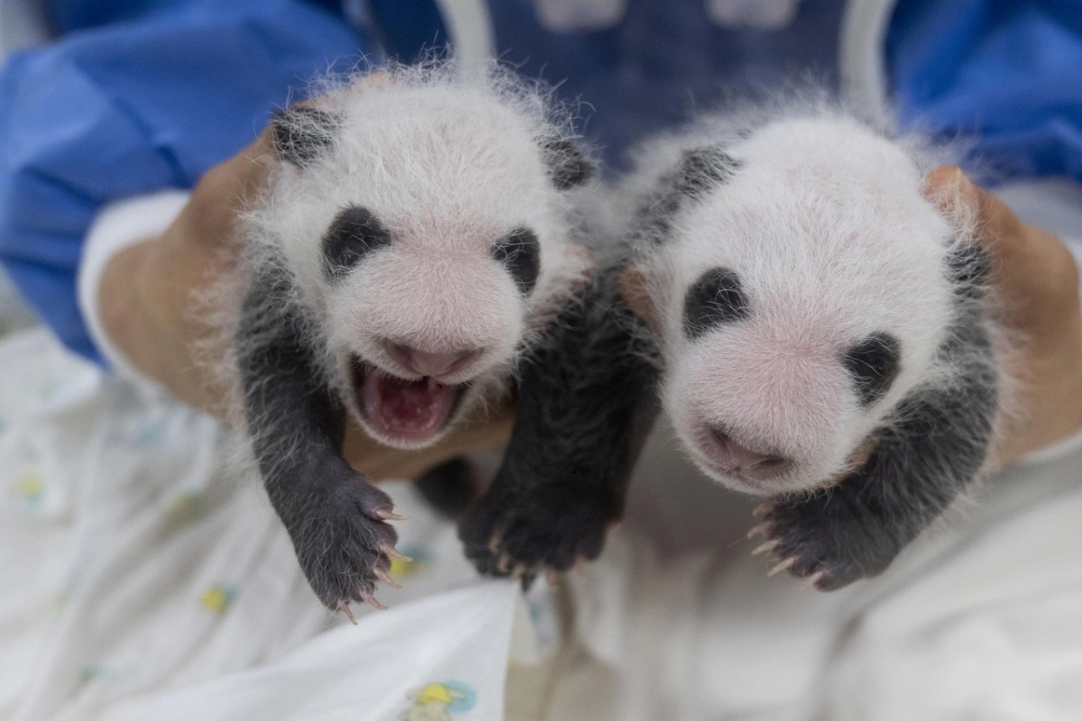 ▲첫째 바오(왼쪽), 둘째 바오. (출처=에버랜드 티스토리)