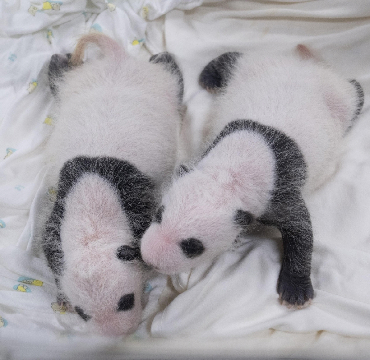 ▲첫째 바오(왼쪽), 둘째 바오. (출처=에버랜드 티스토리)