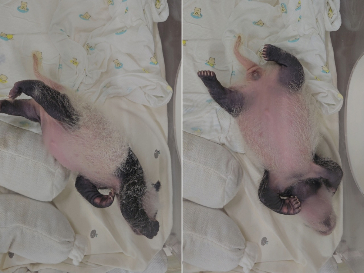 ▲뒤집기 하는 아기 판다. (출처=에버랜드 티스토리)