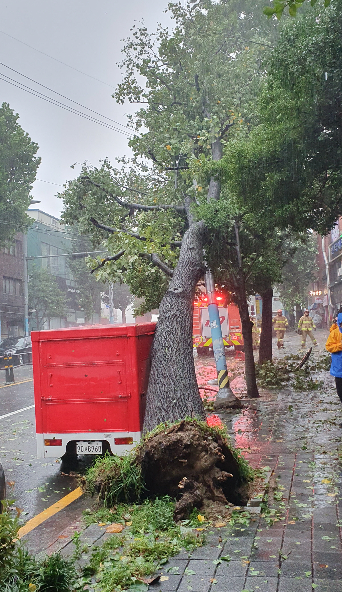 ▲제6호 태풍 ‘카눈’이 북상하면서 강풍이 몰아친 10일 오전 부산 중구의 한 도로에 가로수가 쓰러져 있다. (연합뉴스)
