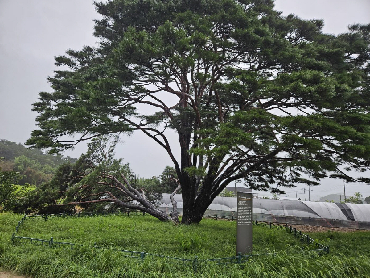 ▲경북소방본부와 문화재청이 10일 제6호 태풍 ‘카눈’ 북상으로 강한 바람이 불면서 경북 구미시 선산읍에 있는 천연기념물 ‘구미 독동리 반송(盤松)’의 일부가 쓰러졌다는 신고가 들어왔다고 밝혔다. 사진은 천연기념물 ‘구미 독동리 반송’ 피해 모습. (연합뉴스)