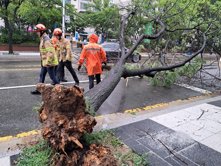 ▲경기 고양시에서 태풍에 쓰러진 가로수 모습. (경기소방)