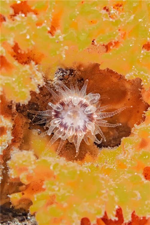 ▲한국에서 처음으로 발견된 미기록 해양생물 ‘둥근측컵돌산호’ 확대 사진. (사진제공=한국해양과학기술원)