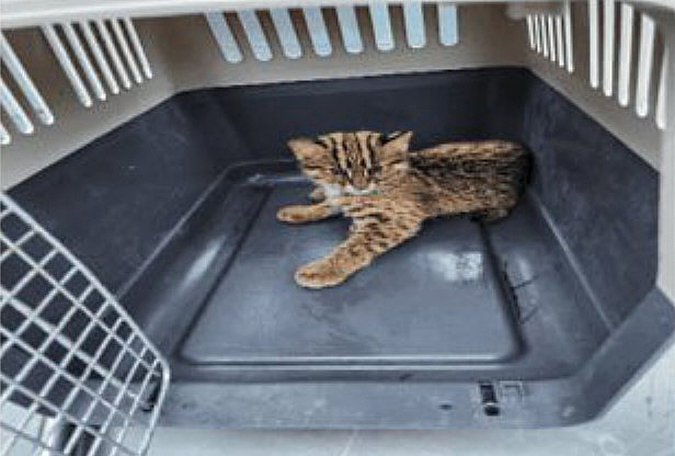 ▲(출처=국가동물보호정보시스템 캡처)
