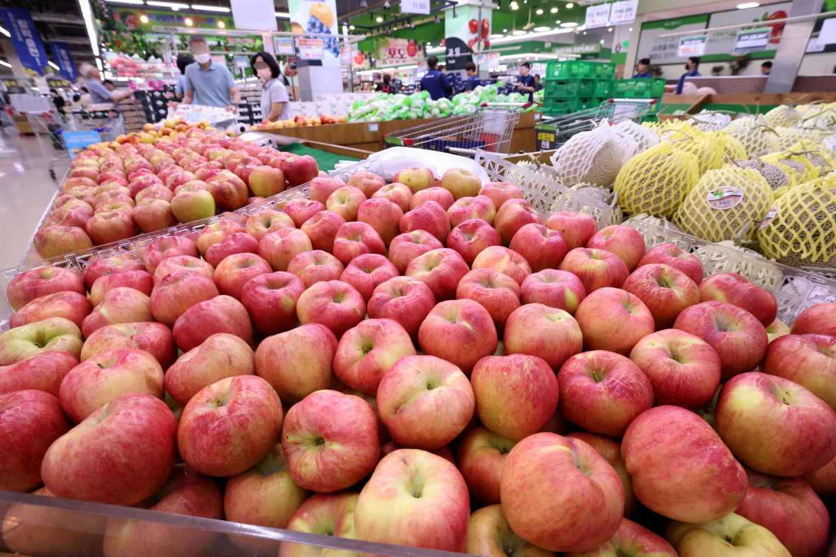 ▲장마와 폭염에 태풍 영향까지 겹치며 사과와 배 생산량이 크게 줄어, 올해 추석 과일 수급에 어려움이 클 전망이다. 21일 한국농수산식품유통공사(aT) 농산물유통정보에 따르면 선물세트용 사과로 쓰이는 홍로(상품, 10kg)의 평균 도매가는 18일 기준 9만7920원으로 1년 전(6만6188원)보다 47.9%나 올랐다. 배는 올해 수확한 원황(상품, 15kg) 품종의 도매가가 5만5840원으로 1년 전보다 20.2% 더 비쌌다. 한국농촌경제연구원은 올해 사과 생산량이 지난해보다 18.7%, 배는 21.8% 줄어들 것으로 전망했다. 이날 서울의 한 대형마트에 사과가 진열돼 있다. 신태현 기자 holjjak@