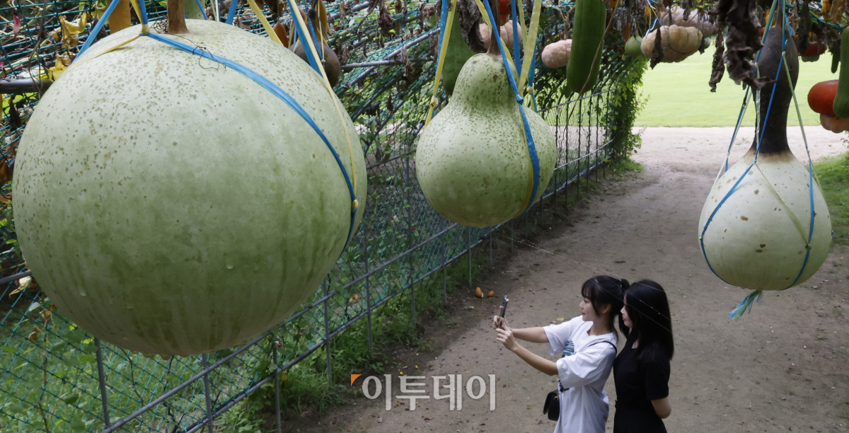 ▲무더위가 물러난다는 절기상 처서(處暑)를 하루 앞둔 22일 서울 마포구 난지천공원을 찾은 시민들이 조롱박, 호박 등 덩굴식물로 꾸며진 터널에서 즐거운 시간을 보내고 있다. 조현호 기자 hyunho@