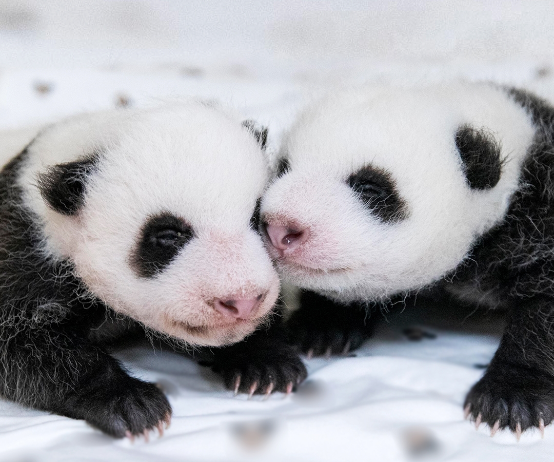 ▲지난 달 7일 아침 태어난 쌍둥이 판다 (사진제공=삼성물산리조트부문)