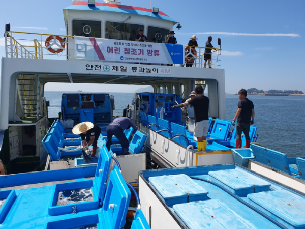 ▲인천시가 연평도 해역에 어린 참조기 25만 마리 방류했다. (인천시)