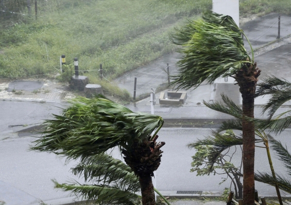 ▲5일 일본 오키나와현 나하에서 태풍 ‘카눈’의 영향으로 나무가 세차게 흔들리고 있다. (AP/뉴시스)
