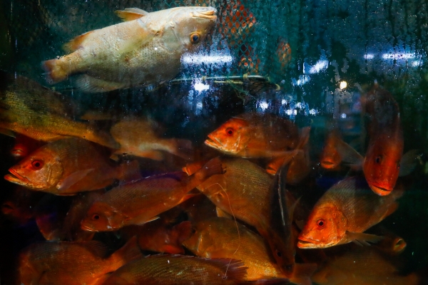 ▲23일 홍콩 애버딘 도매 수산 시장 탱크에서 물고기가 보인다. 홍콩/EPA연합뉴스
