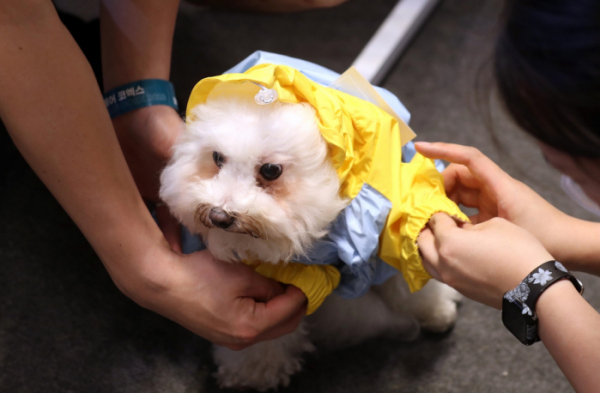 ▲서울 강남구 코엑스에서 열린 반려동물 산업 전시회 '2023 케이펫페어'에서 한 강아지가 옷을 입어보고 있다.  (뉴시스)