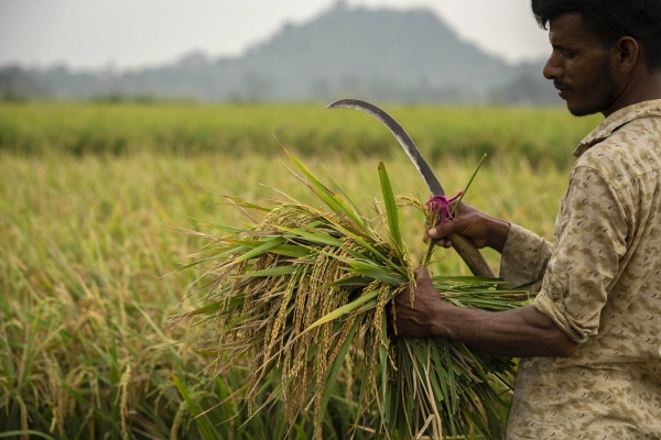 ▲인도 구와하티에서 6월 6일 농부가 벼를 수확하고 있다. 구와하티(인도)/AP뉴시스
