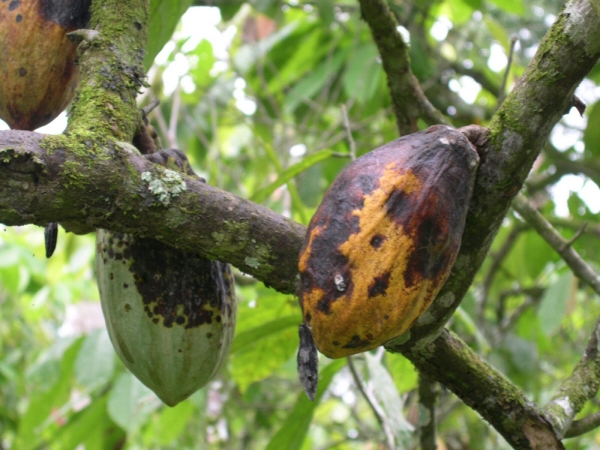 ▲코코아 나무에 흑점병 걸린 열매들이 보인다. 출처 마스터카드 재단 웹사이트
