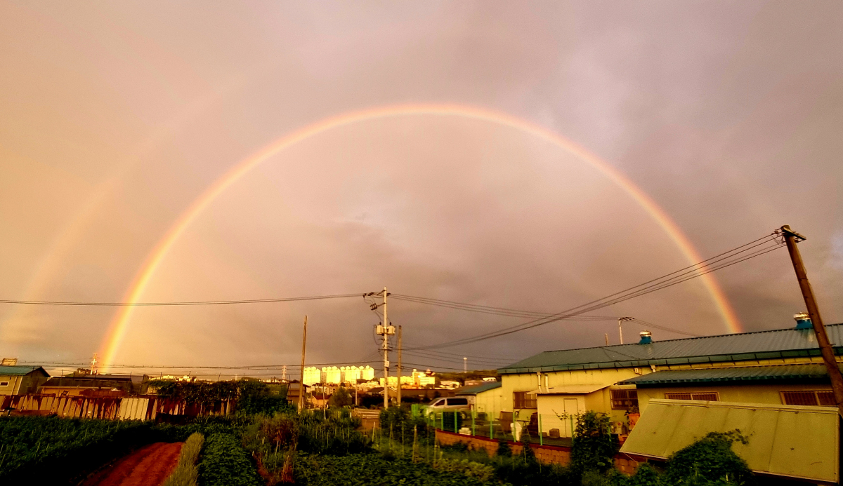 ▲지난달 23일 오후 비를 뿌리던 소나기가 그치고 노을이 물들어가는 경기도 고양시 일산의 하늘 위로 쌍무지개가 떠 있다. (연합뉴스)