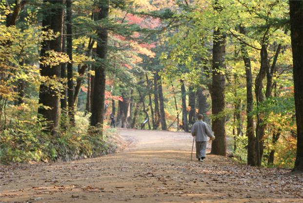 ▲오대산 국립공원 전나무숲 암자체험 가을 길 풍경 (사진제공=국립공원공단)