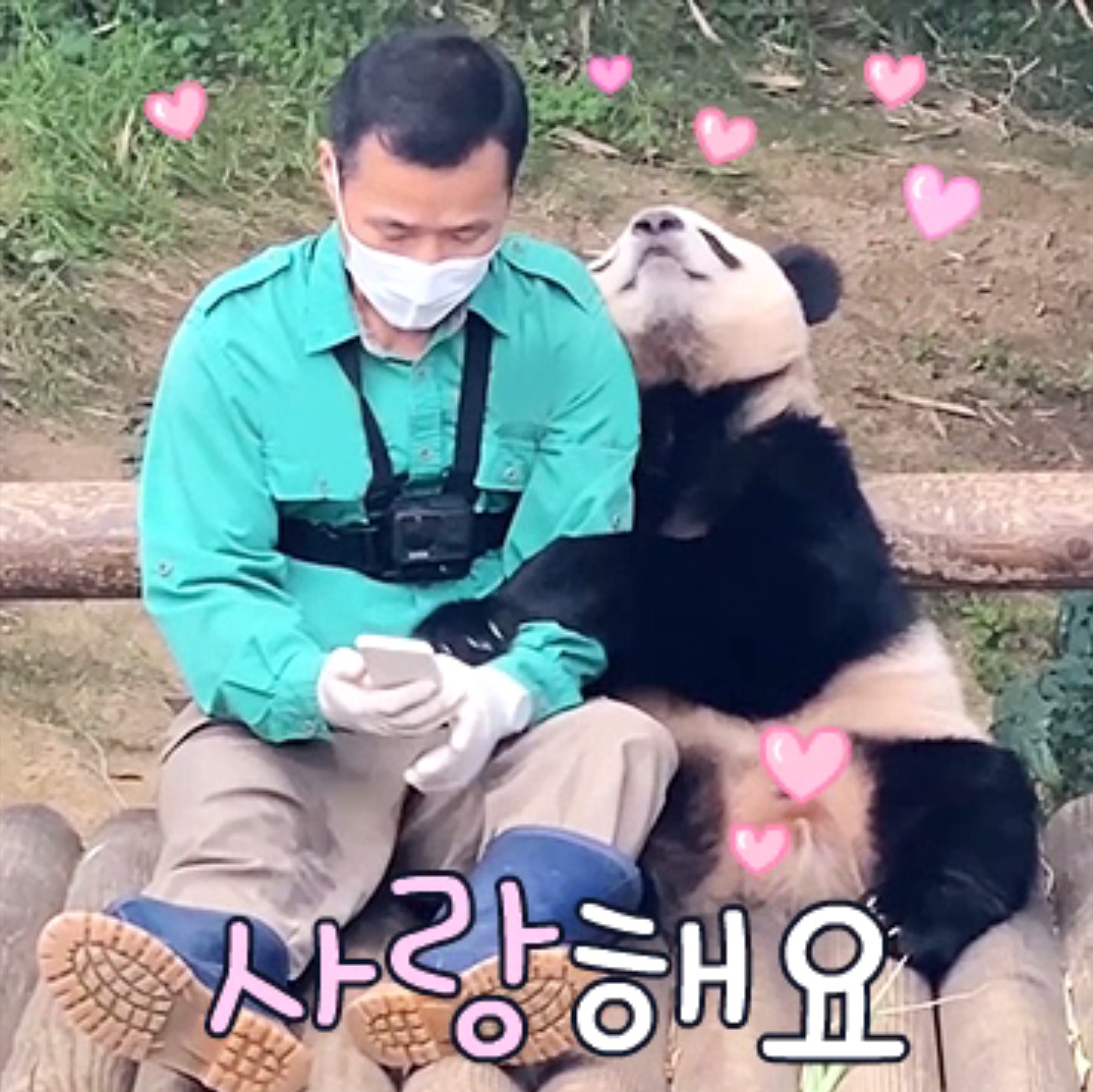 ▲ 아기 판다 푸바오의 카카오톡 이모티콘 2종이 인기 순위에 나란히 1, 2위를 기록했다 (사진 제공 = 삼성물산 리조트부문)