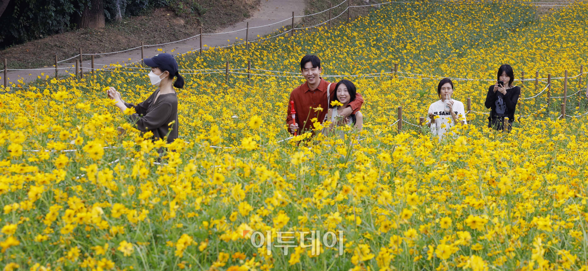 ▲10일 서울 송파구 올림픽공원 들꽃마루를 찾은 시민들이 만개한 황하 코스모스 군락에서 즐거운 시간을 보내고 있다. 기상청은 이날 내륙을 중심으로 낮과 밤의 기온 차가 15도 내외로 커 건강관리에 유의할 것을 당부했다. 이날 서울 최저기온은 20도, 최고기온은 30도를 나타냈다. 조현호 기자 hyunho@