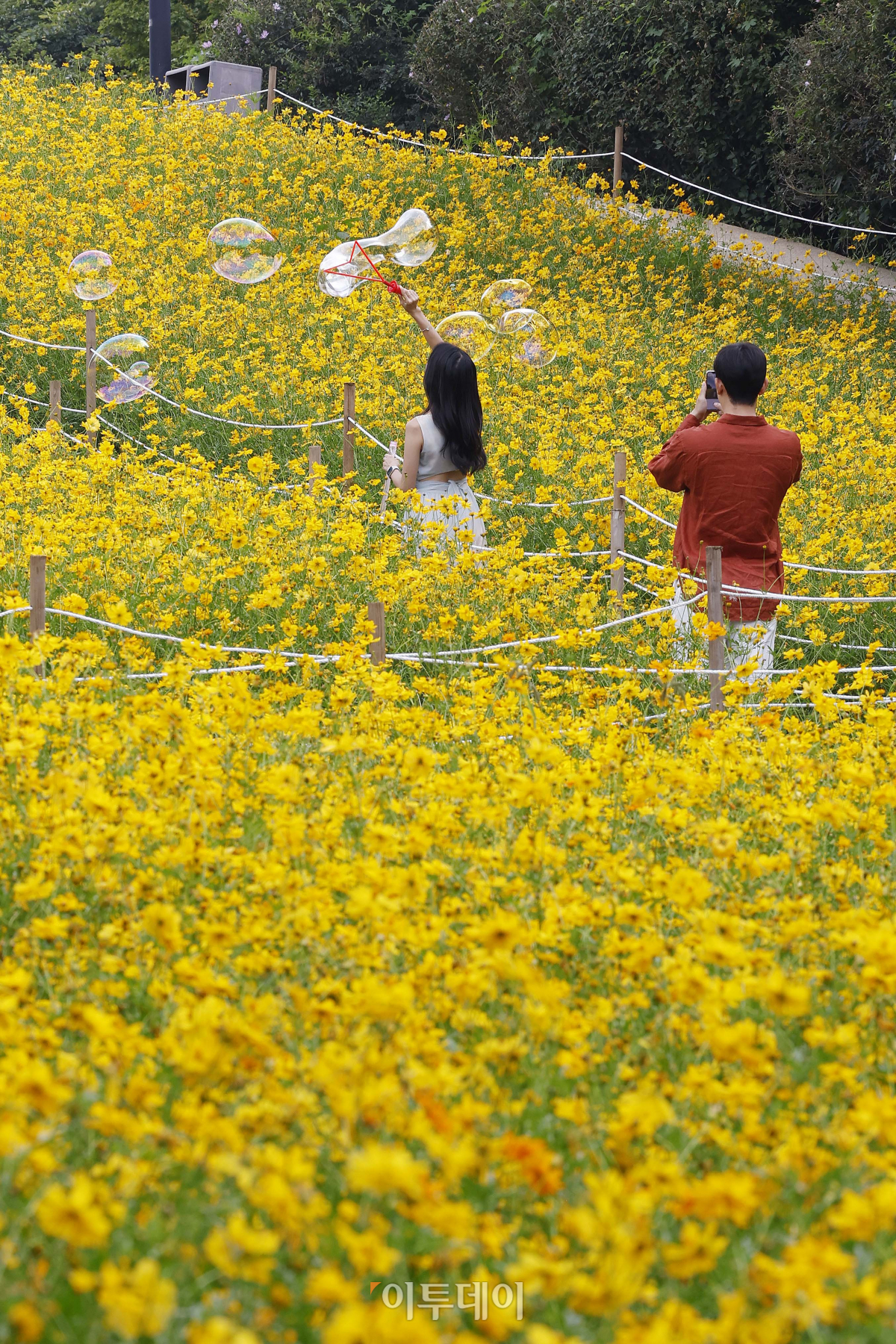 ▲10일 서울 송파구 올림픽공원 들꽃마루를 찾은 시민들이 만개한 황하 코스모스 군락에서 즐거운 시간을 보내고 있다. 기상청은 이날 내륙을 중심으로 낮과 밤의 기온 차가 15도 내외로 커 건강관리에 유의할 것을 당부했다. 이날 서울 최저기온은 20도, 최고기온은 30도를 나타냈다. 조현호 기자 hyunho@