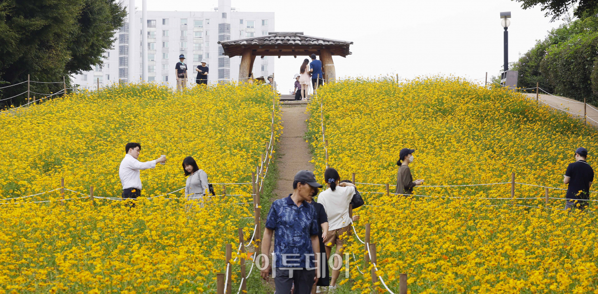 ▲10일 서울 송파구 올림픽공원 들꽃마루를 찾은 시민들이 만개한 황하 코스모스 군락에서 즐거운 시간을 보내고 있다. 기상청은 이날 내륙을 중심으로 낮과 밤의 기온 차가 15도 내외로 커 건강관리에 유의할 것을 당부했다. 이날 서울 최저기온은 20도, 최고기온은 30도를 나타냈다. 조현호 기자 hyunho@