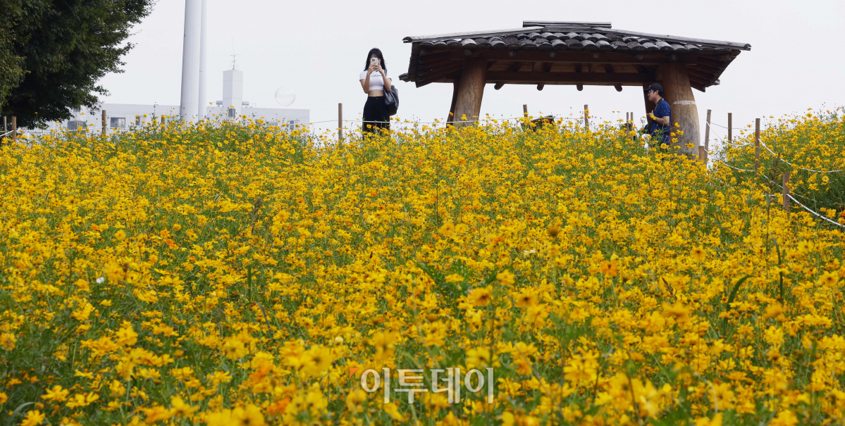▲10일 서울 송파구 올림픽공원 들꽃마루에 황하코스모스가 활짝 피어 있다. 기상청은 이날 내륙을 중심으로 낮과 밤의 기온 차가 15도 내외로 커 건강관리에 유의할 것을 당부했다. 이날 서울 최저기온은 20도, 최고기온은 30도를 나타냈다. 조현호 기자 hyunho@